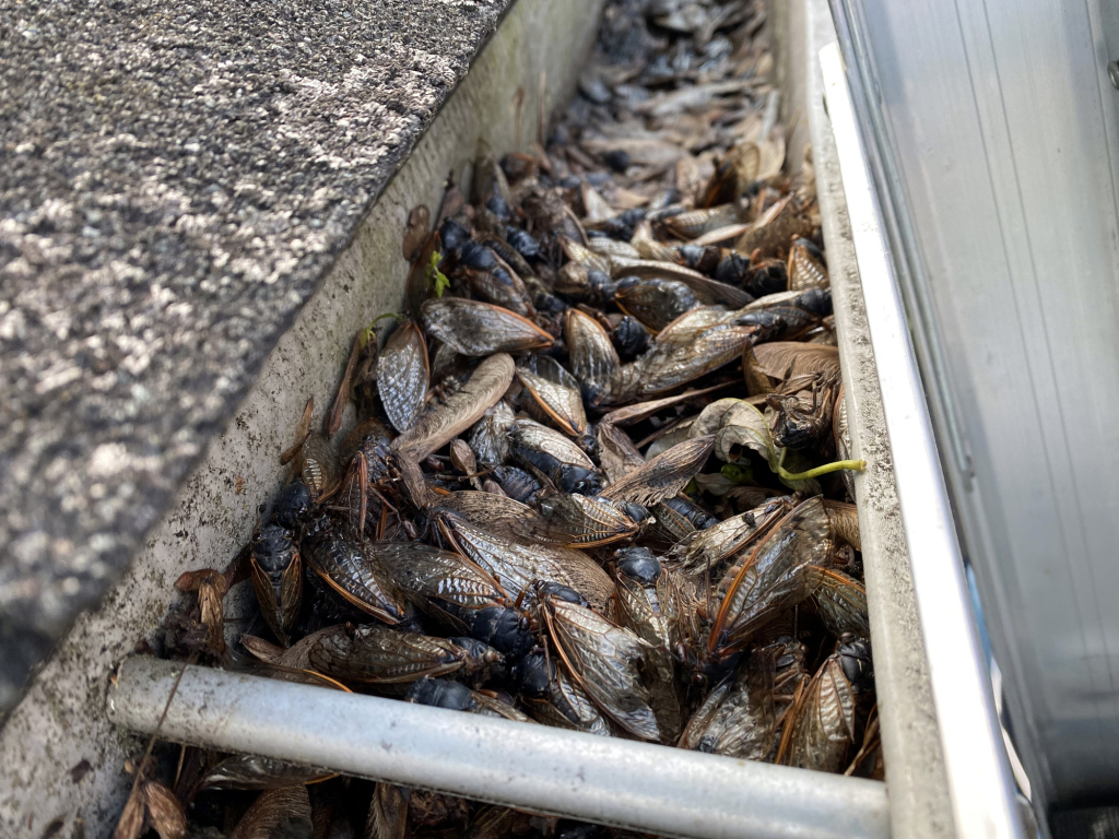 Fresh mussels in white container on boat deck ready for seafood harvest